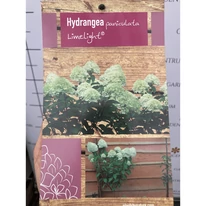 Hydrangea paniculata Limelight MT70 - Bugás hortenzia fa