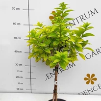 Törzses Hydrangea paniculata Limelight fácska kinézete kertészetünkben.