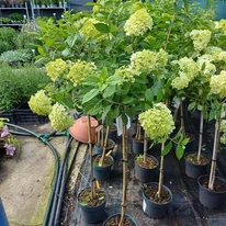 Hydrangea paniculata Limelight MT70 - Bugás hortenzia fa