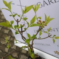 A Living Cotton Cream hortenzia friss hajtásai a tavaszi visszametszés után.