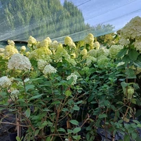 A Hydrangea paniculata Limelight MT60 augusztusi virágzó állapota.