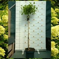 Hydrangea paniculata Limelight MT70 - Bugás hortenzia fa