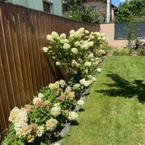 Hydrangea paniculata Limelight MT70 - Bugás hortenzia fa
