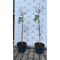 Hydrangea paniculata Polar Bear MT60 - Bugás hortenzia fa