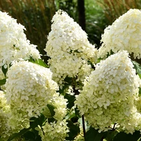 Hydrangea paniculata Phantom XL - Bugás hortenzia