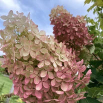 Hydrangea paniculata Phantom XL - Bugás hortenzia