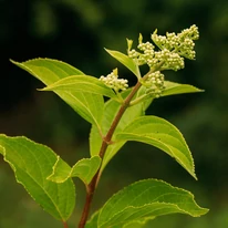Hydrangea paniculata Phantom XL - Bugás hortenzia