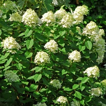 Teljes virágzásban a Hydrangea paniculata Phantom.