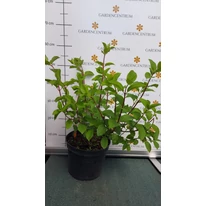 Hydrangea paniculata Silver Dollar K5 - Krémfehér bugás hortenzia