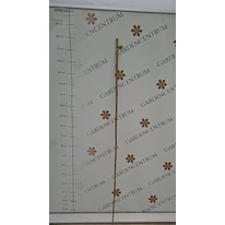 180cm-es bambusz termesztő karó élőben a gardencentrum telepén