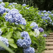 Gardencentrum Hortenzia NPK műtrágya hatására virágzó hortenziák.