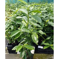 Prunus laurocerasus Genolia CS9 - Oszlopos babérmeggy kis méretű