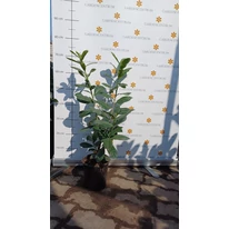 Prunus laurocerasus Novita K2 - Babérmeggy