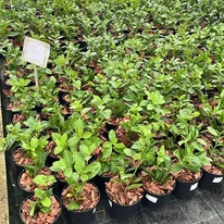 Prunus laurocerasus Novita K2 - Babérmeggy