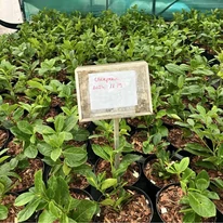 Prunus laurocerasus Novita K2 - Babérmeggy