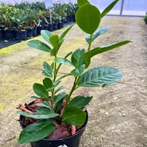 Prunus laurocerasus Novita K2 - Babérmeggy