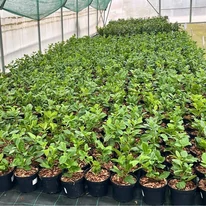 Prunus laurocerasus Novita K2 - Babérmeggy