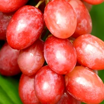 Vitis vinifera Crimson Seedless bogyói érésben.