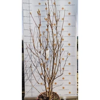 Magnolia Susan K4 - Nagyvirágú liliomfa