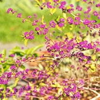 Callicarpa dichotoma ősszel, lombhullás idején. 