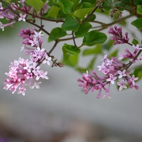 Syringa meyeri Palibin kezdődő virágzása, közelről. 