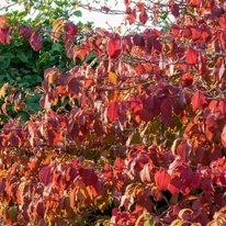 Viburnum plicatum Mariesii K10 - Redős levelű bangita