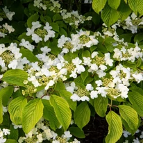 Viburnum plicatum Mariesii K10 - Redős levelű bangita