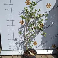 Amelanchier lamarckii cserje májusban kertészeti telephelyünkön.