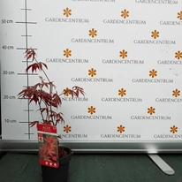 Acer palmatum Atropurpureum 10,5 centiméteres cserépben.