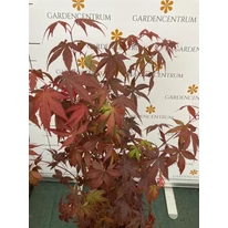 Acer palmatum Atropurpureum - Bonsai japán juhar