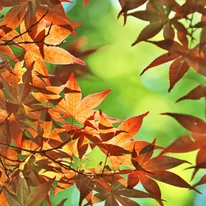 Narancsos árnyalatúra színeződik a  Green Globe japán juhar.