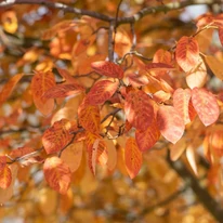 Amelanchier lamarckii őszi lombszíne. 