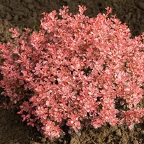 A Berberis thunbergii Inspiration tarka japán borbolya gömbölyű és kompakt kis bokra.