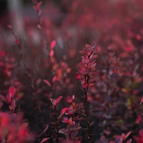 A Berberis thunbergii Rose Glow rózsaszínes bordó lombozata.