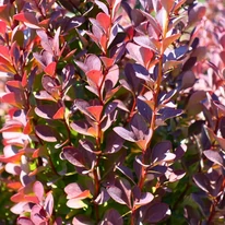 A Berberis thunbergii Rose Glow lombozata teljes napfényben színeződik a legszebben.