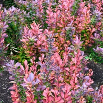 A Berberis thunbergii Rose Glow fiatal levelei tarkák és színpompásak.