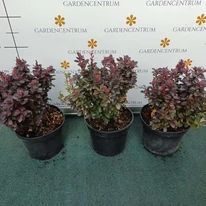 Berberis thunbergii Concorde cserépben.