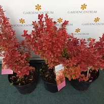 A Berberis thunbergii Orange Ice konténerben, augusztusban.