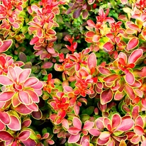 Berberis thunbergii Orange Ice K3 - Japán borbolya