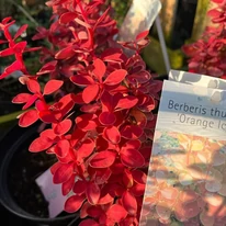 Berberis thunbergii Orange Ice K3 - Japán borbolya