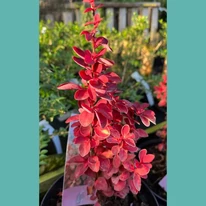 Berberis thunbergii Orange Ice K3 - Japán borbolya