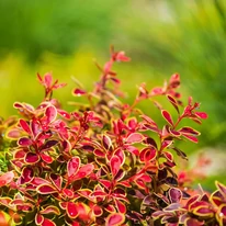 Berberis thunbergii Orange Ice K3 - Japán borbolya