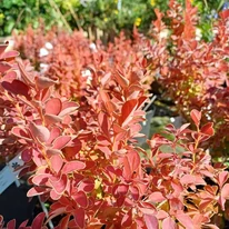 Berberis thunbergii Orange Ice K3 - Japán borbolya