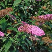 A Buddleia davidii Pink Delight virágzása.