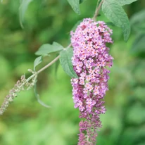 A Buddleja sp lelógó, hosszú bugavirágzata és levelei.