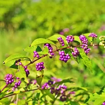 A Callicarpa bodinieri Profusion levelei és lila bogyótermései ősz elején.