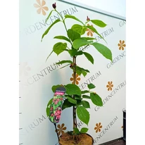 Calycanthus raulstonii Hartlage Wine illatos fűszercserje lombos állapota.