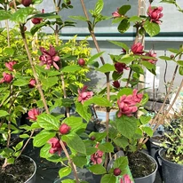 Borvörösen virágzó Calycanthus fűszercserje telephelyünkön.