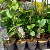 Calycanthus raulstonii Hartlage Wine fűszercserje kínálatunk nyári telephelyünkön.