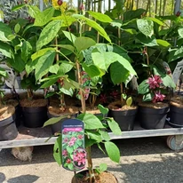 Calycanthus raulstonii Hartlage Wine fűszercserje kinézete.